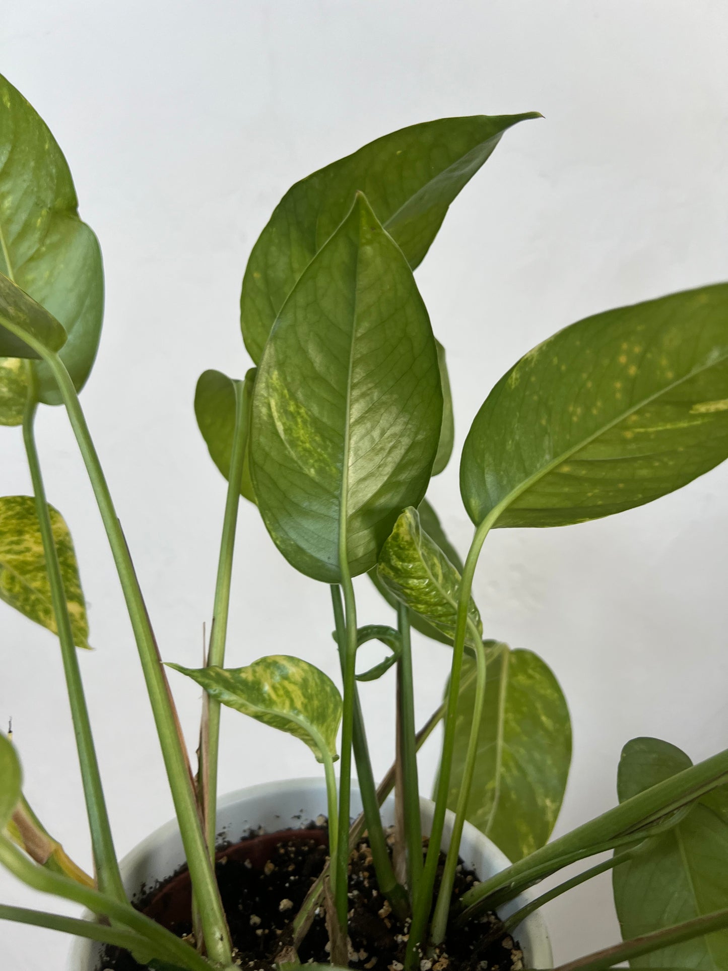 Epipremnum pinnatum cintho goldenfinger