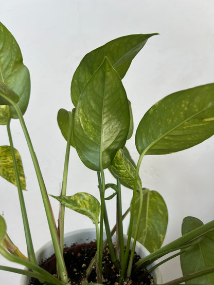 Epipremnum pinnatum cintho goldenfinger