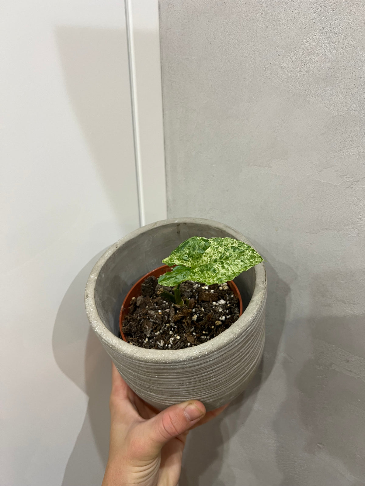 Syngonium mojito