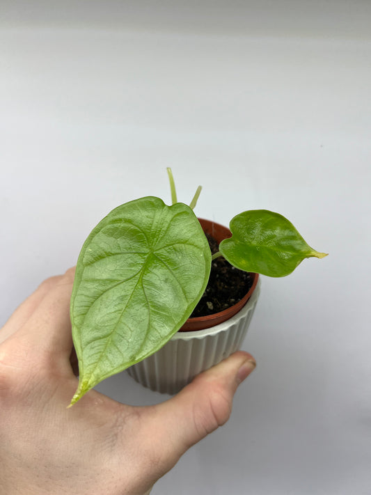 Alocasia drogon scale gold