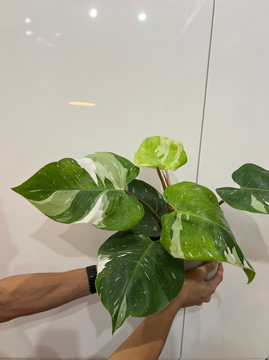 Philodendron fresh aurea