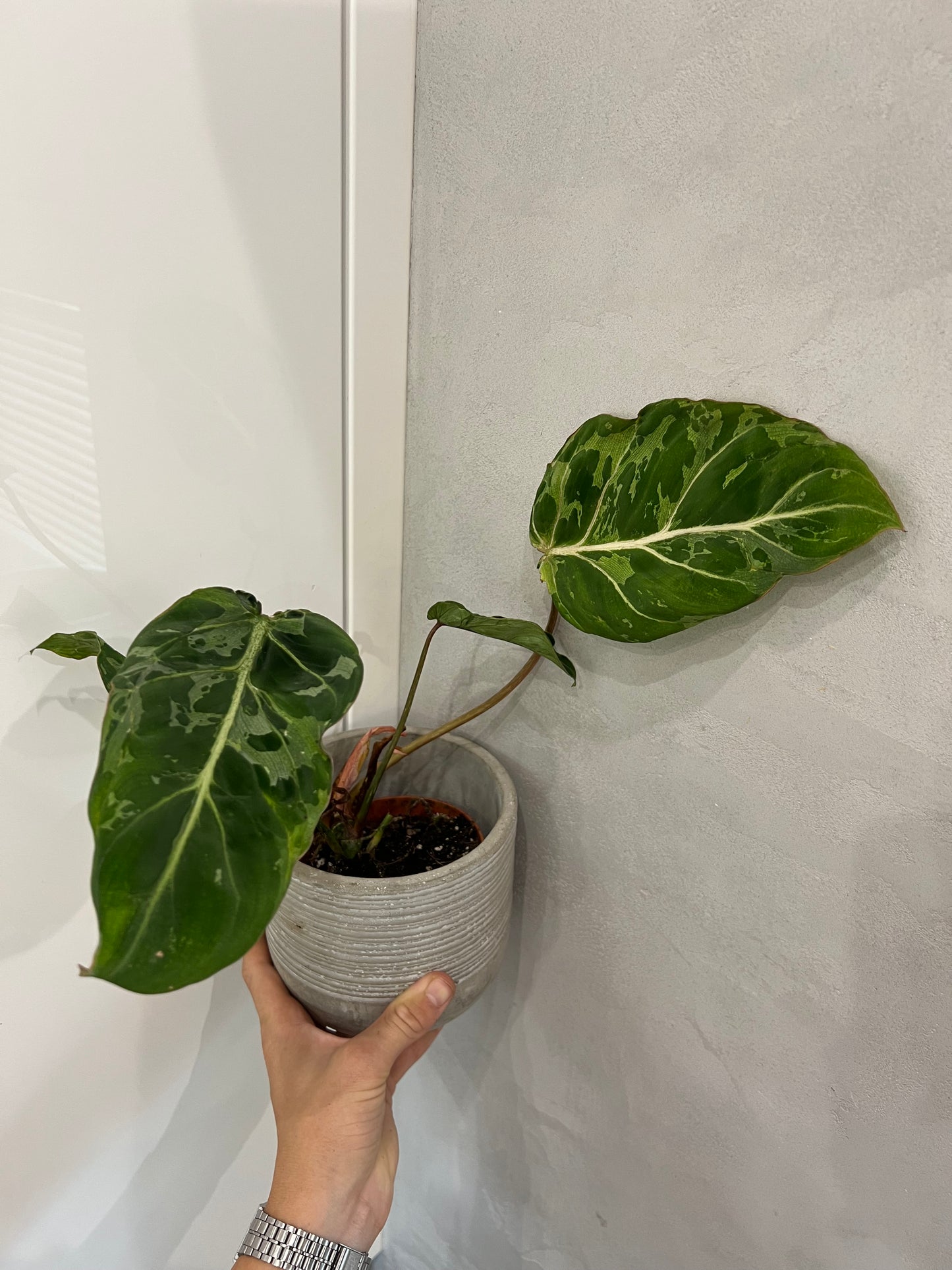 Philodendron gloriosum snow leopard variegated