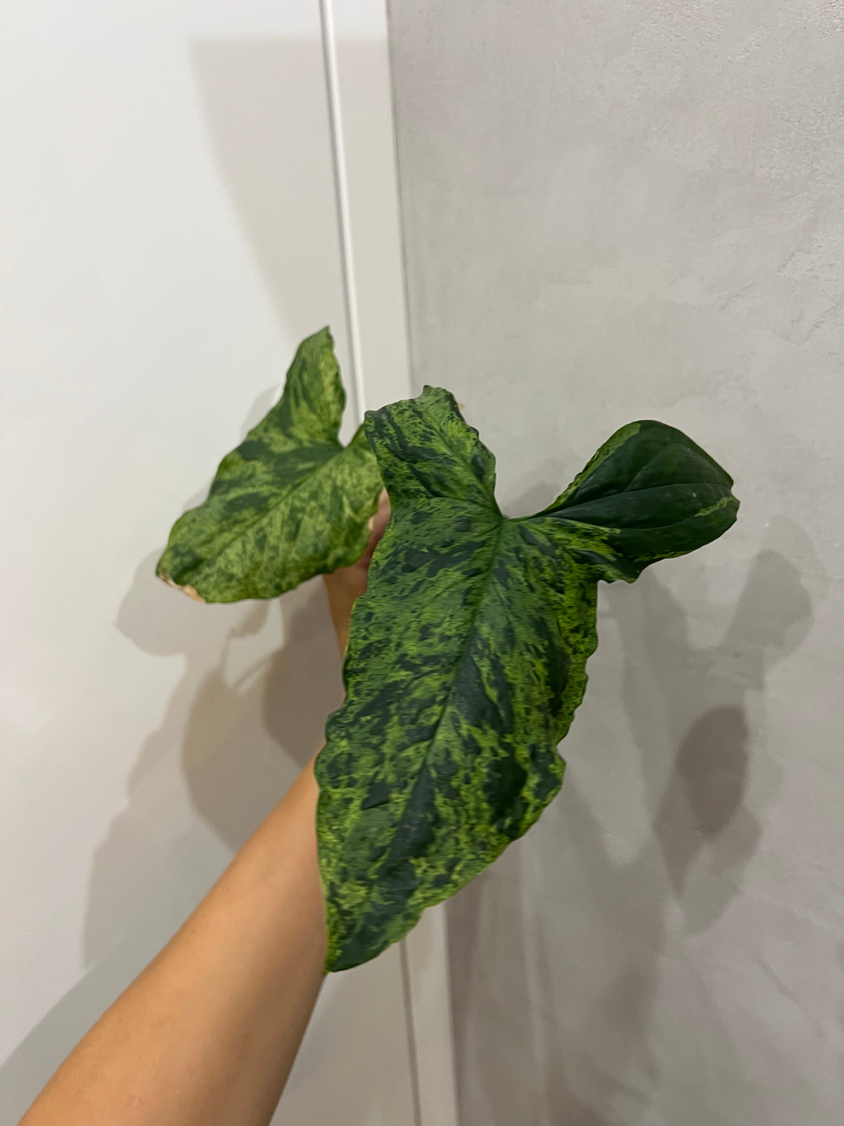 Syngonium mojito