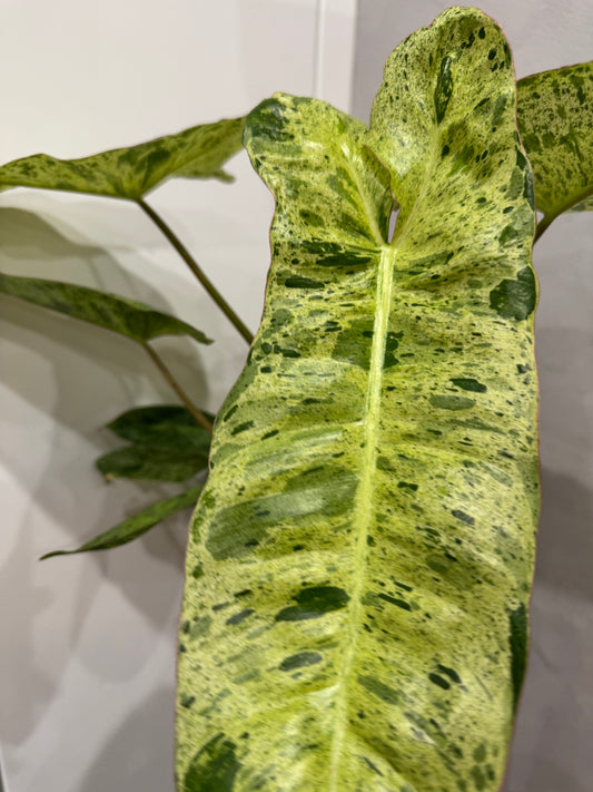 Philodendron paraiso verde