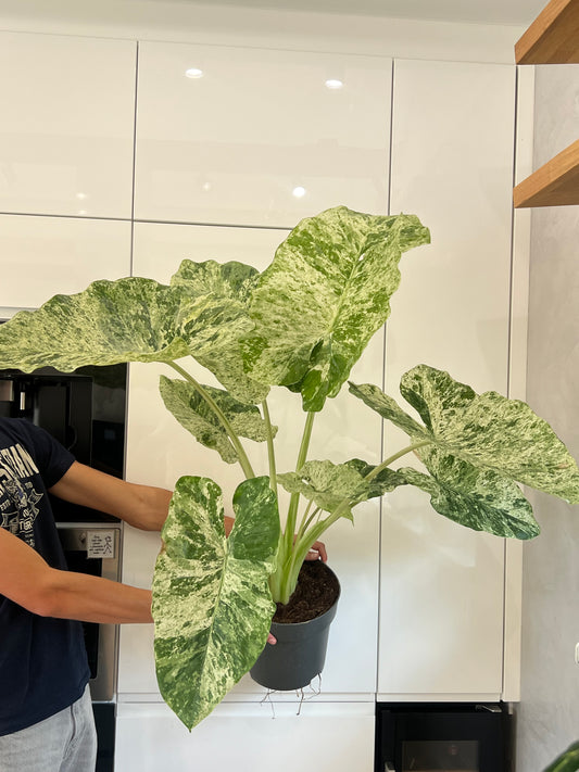 Alocasia Macrorrhiza Splash