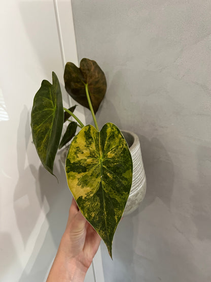 Alocasia wenti aurea variegated