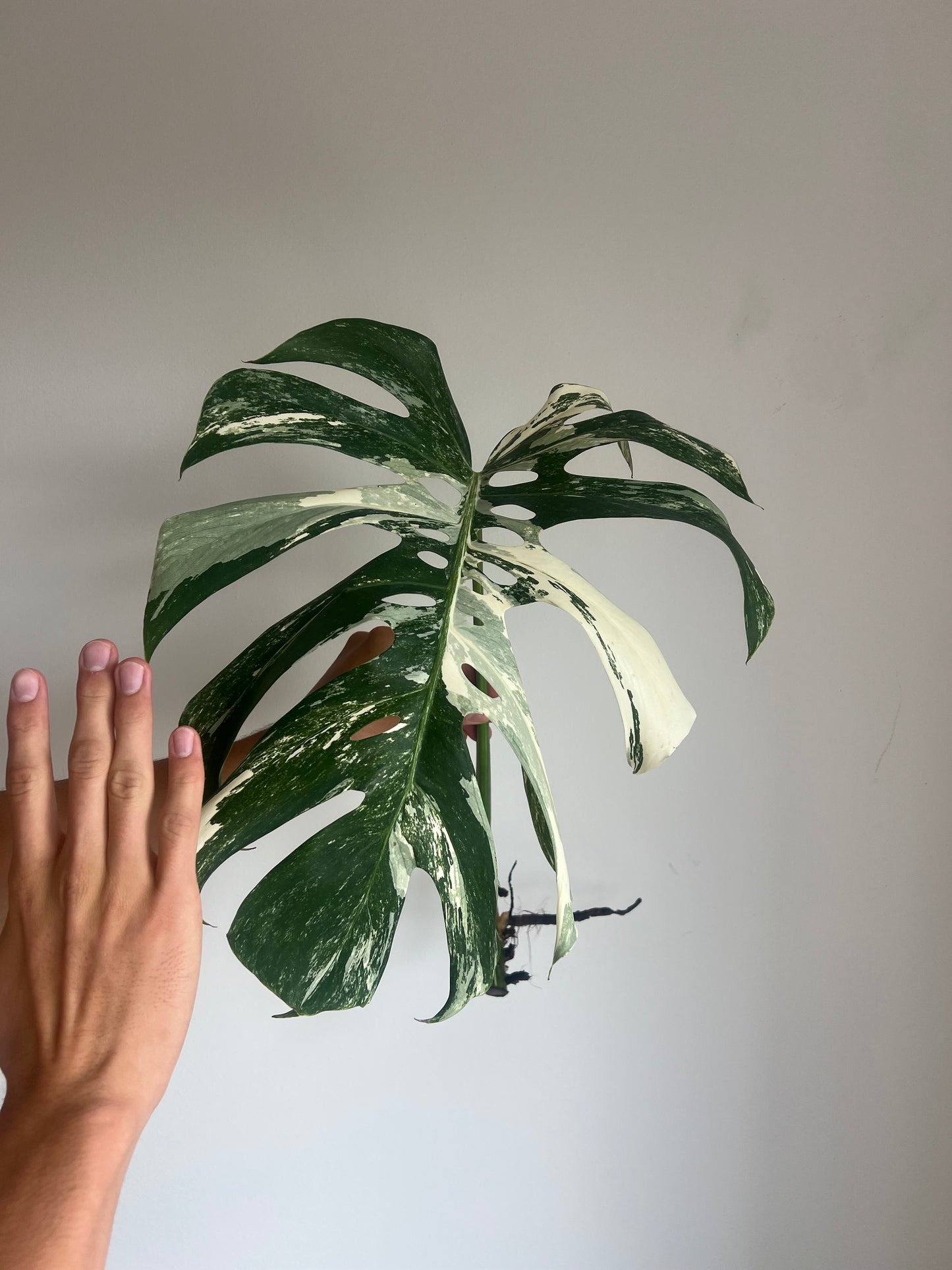 Monstera albo velké řízky