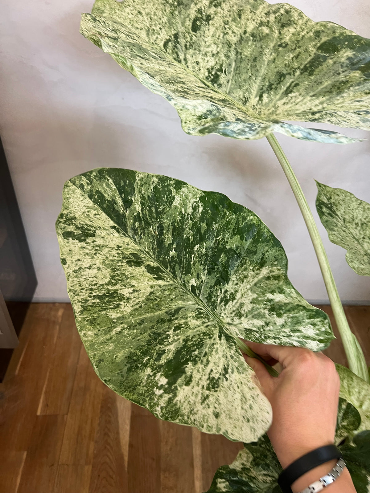 Alocasia Macrorrhiza Splash