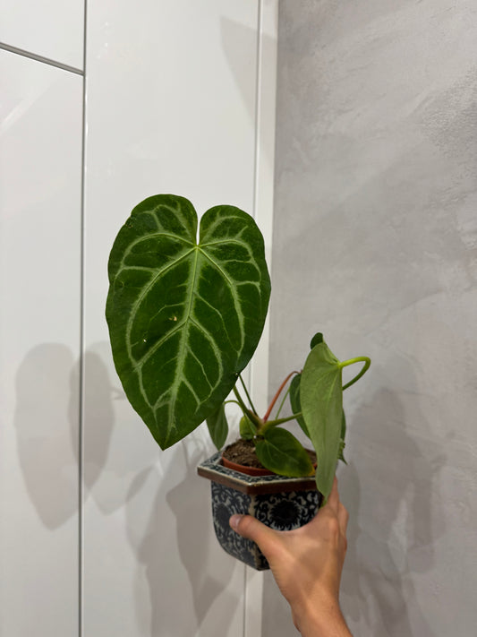 Anthurium magnificum
