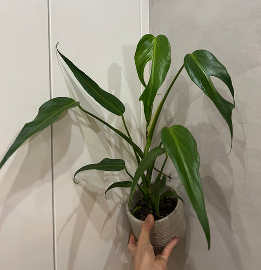 Monstera burle marx flame