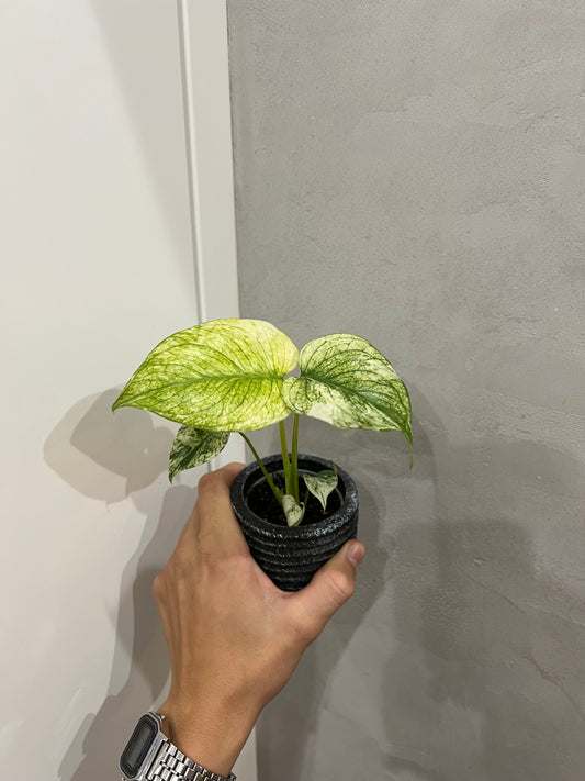 Monstera del. mint