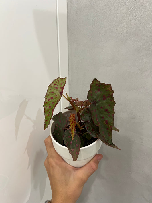 Begonia amphioxus x malachosticta