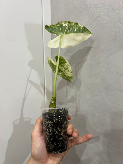 Alocasia frydek variegated