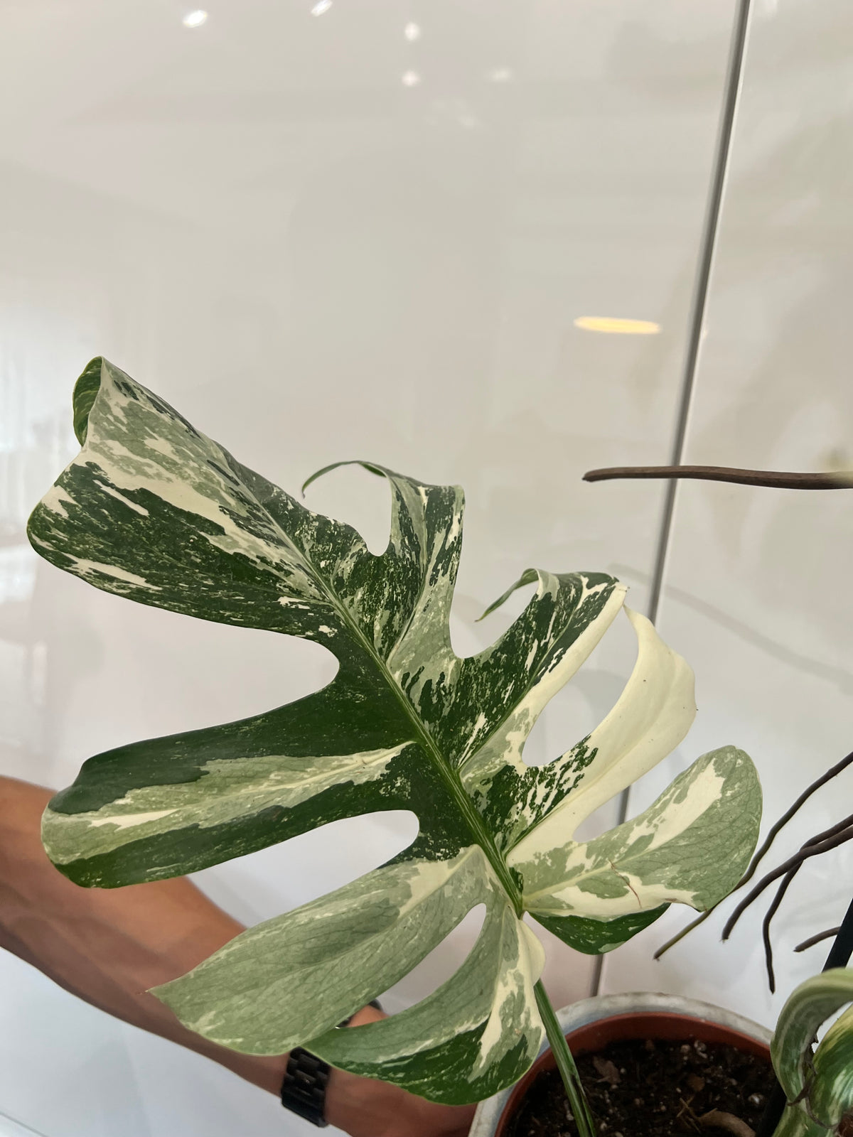 Monstera albo variegated