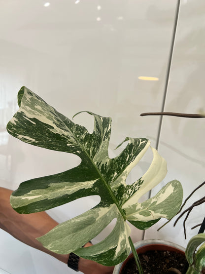 Monstera albo variegated