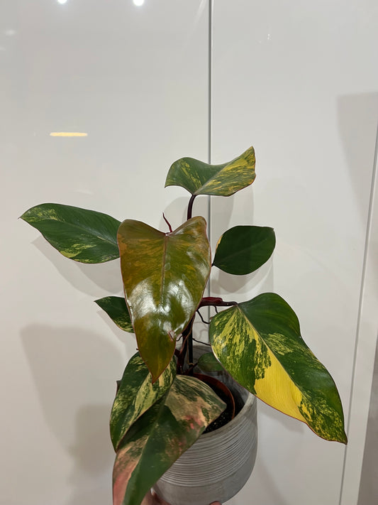 Philodendron strawberry shake