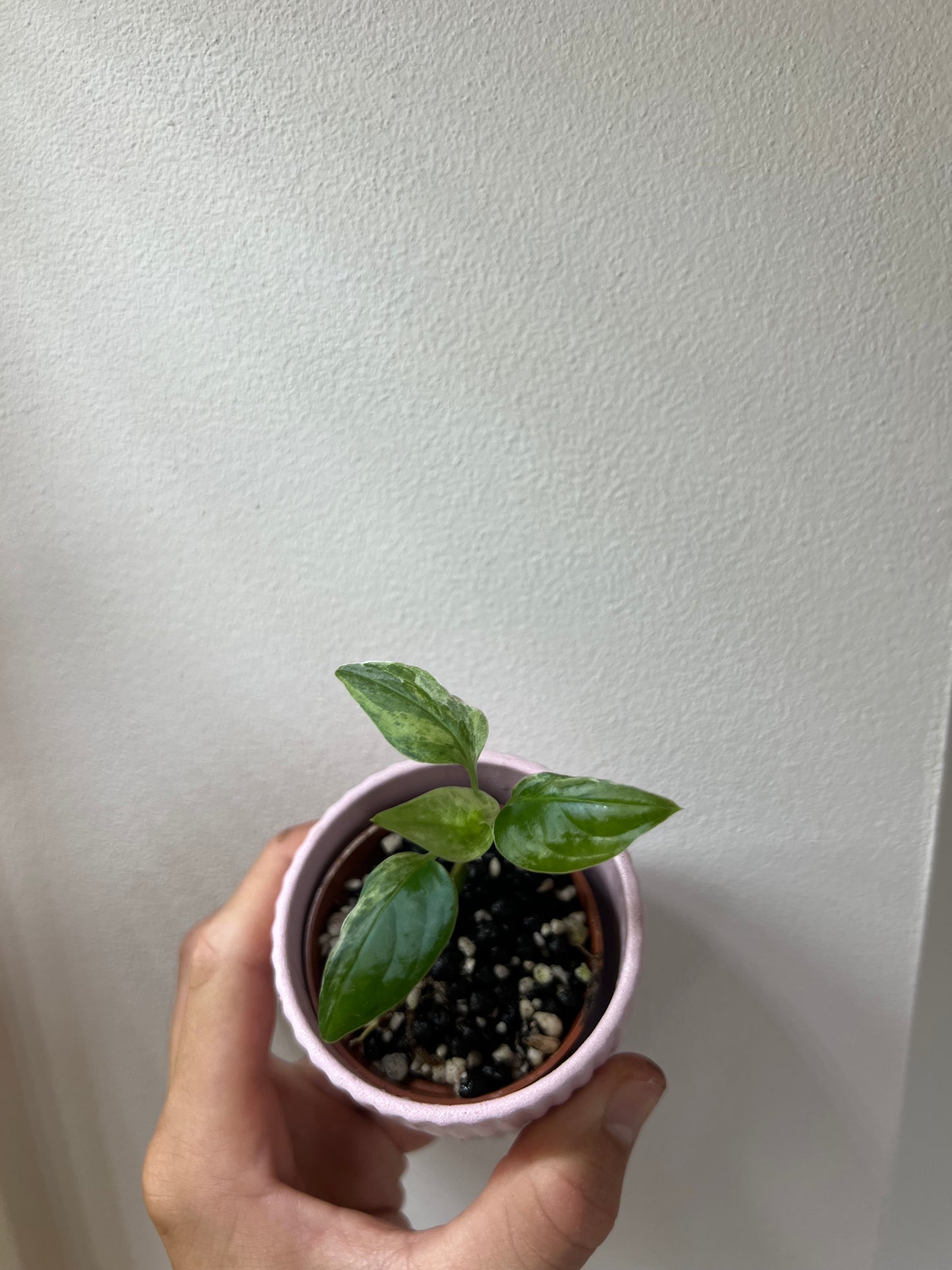 Monstera indonesian marble variegated