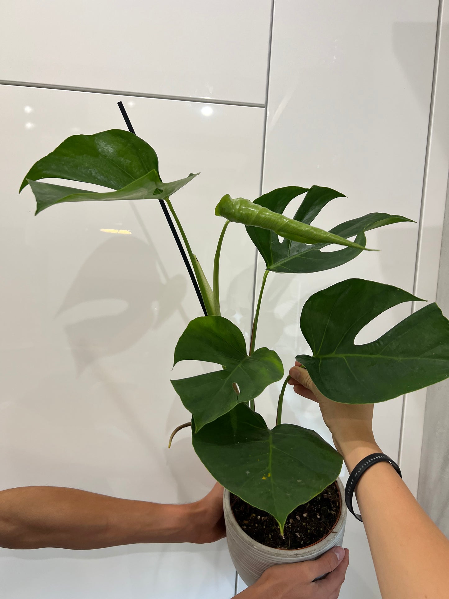monstera sierrana
