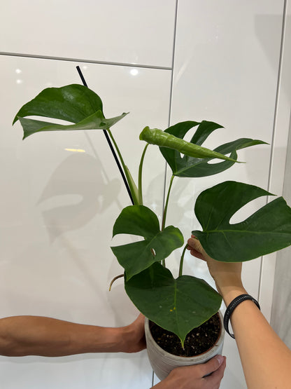 monstera sierrana