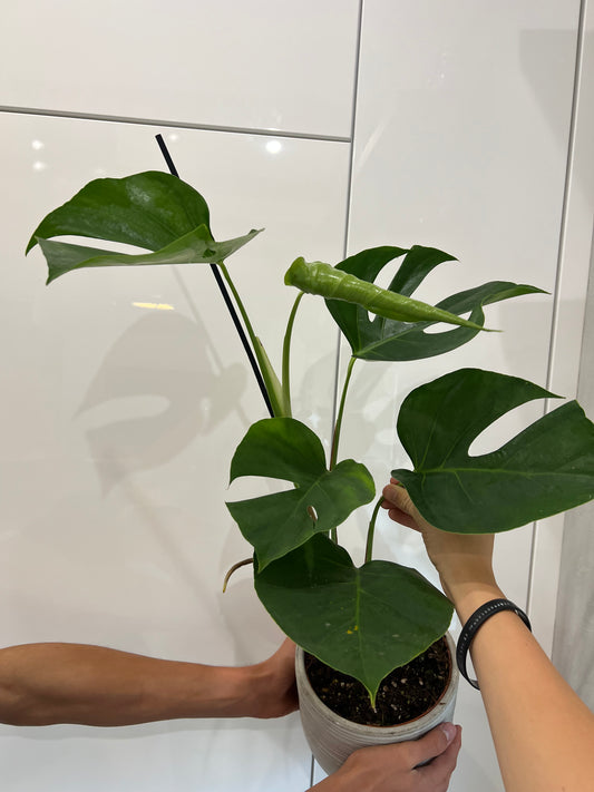 monstera sierrana