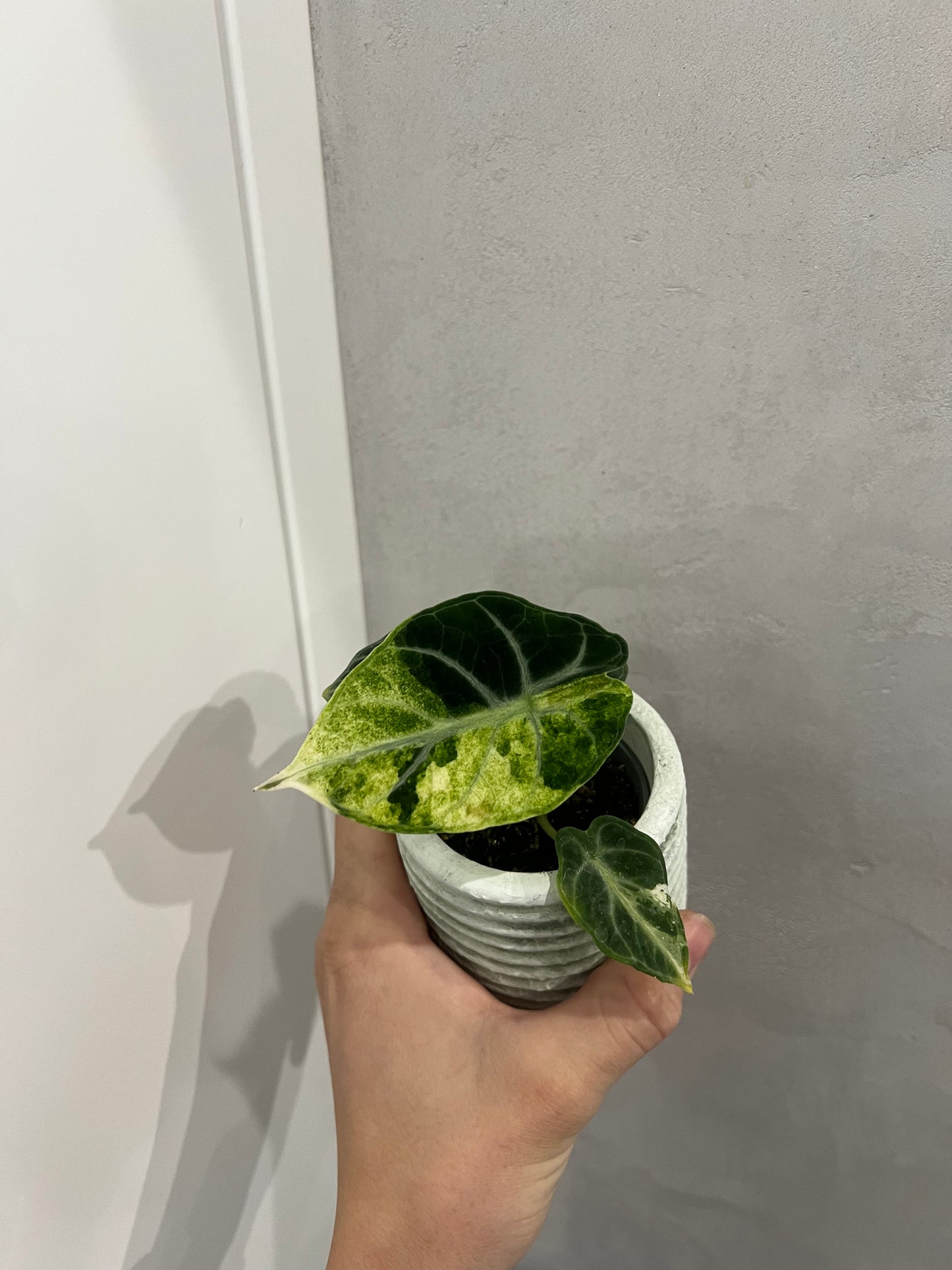 Alocasia ninja albo variegated
