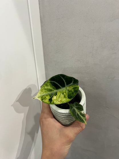 Alocasia ninja albo variegated