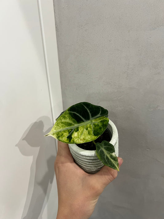 Alocasia ninja albo variegated