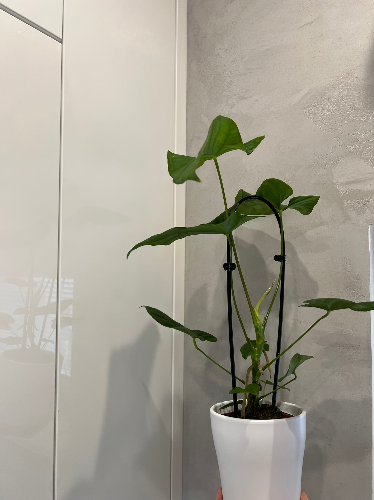 ANTHURIUM BALAOANUM