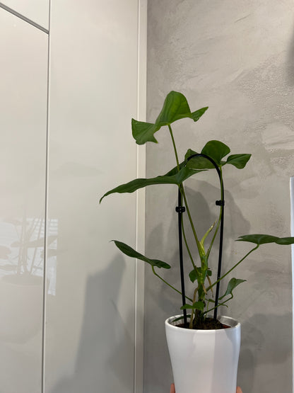 ANTHURIUM BALAOANUM