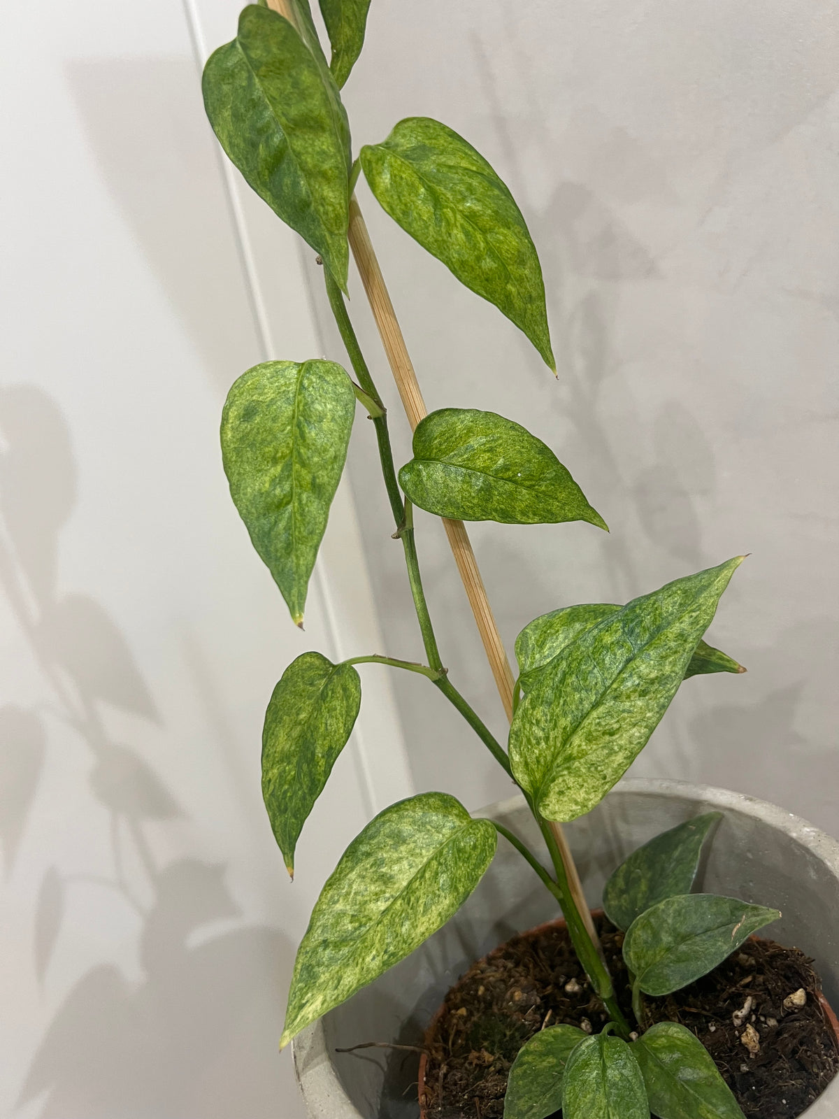 Epipremnum pinnatum yellow mint variegated