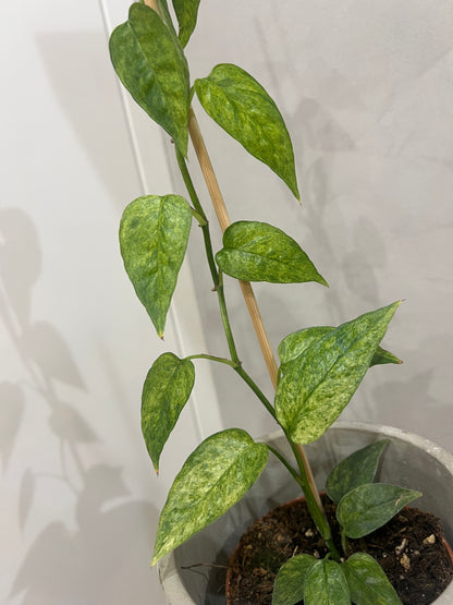 Epipremnum pinnatum yellow mint variegated