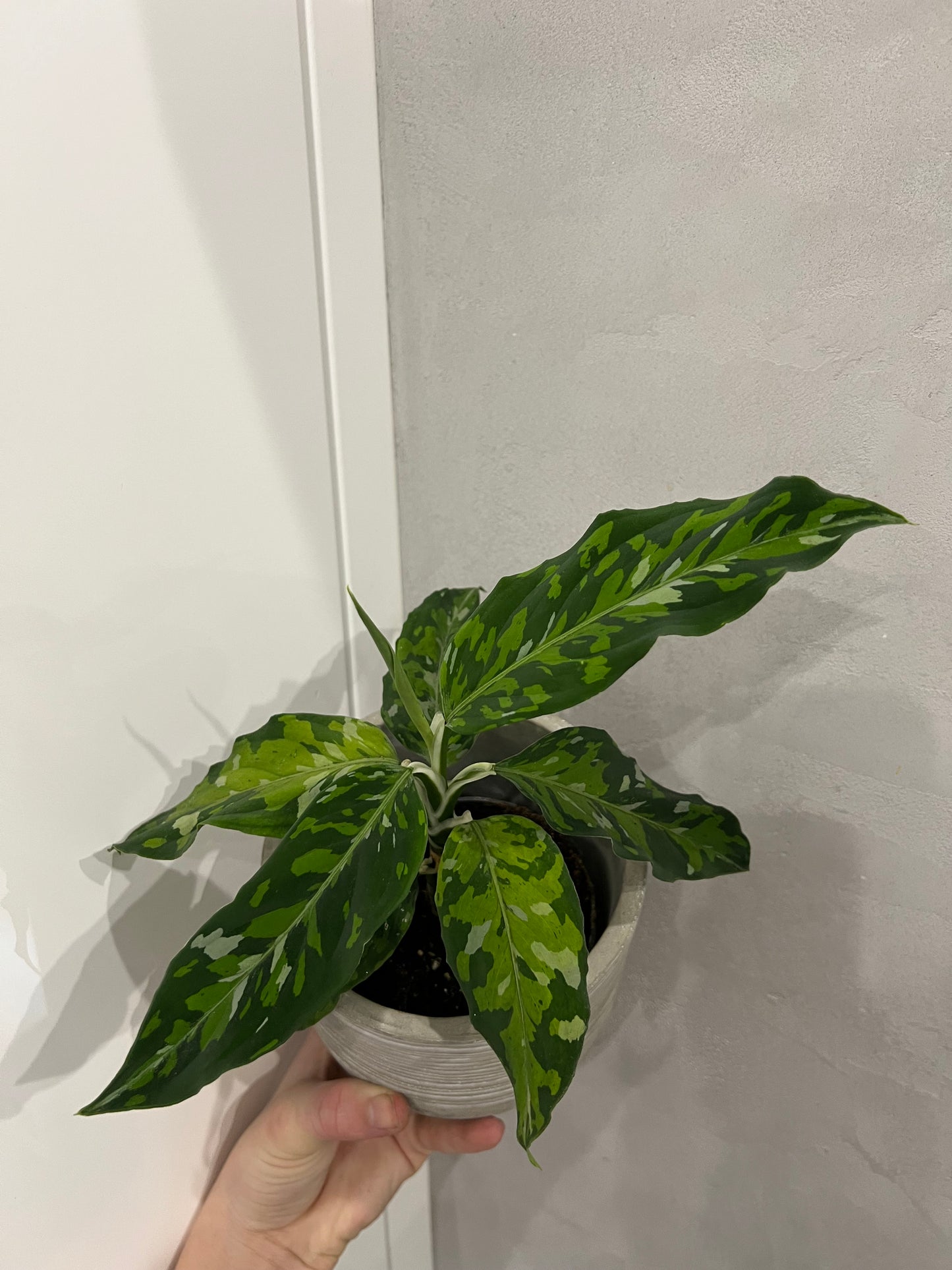 Aglaonema Pictum Tricolor