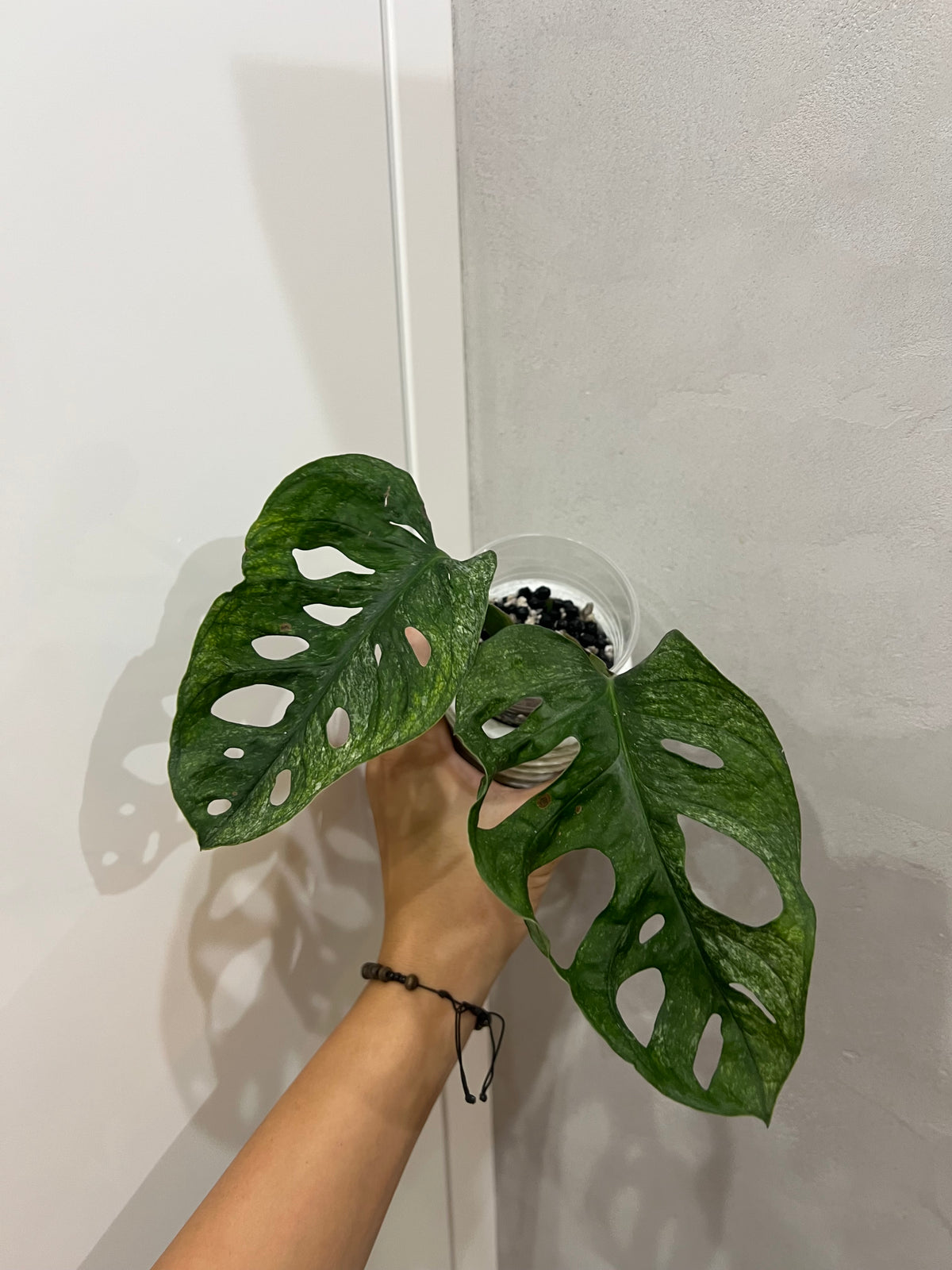 Monstera adansonii mint