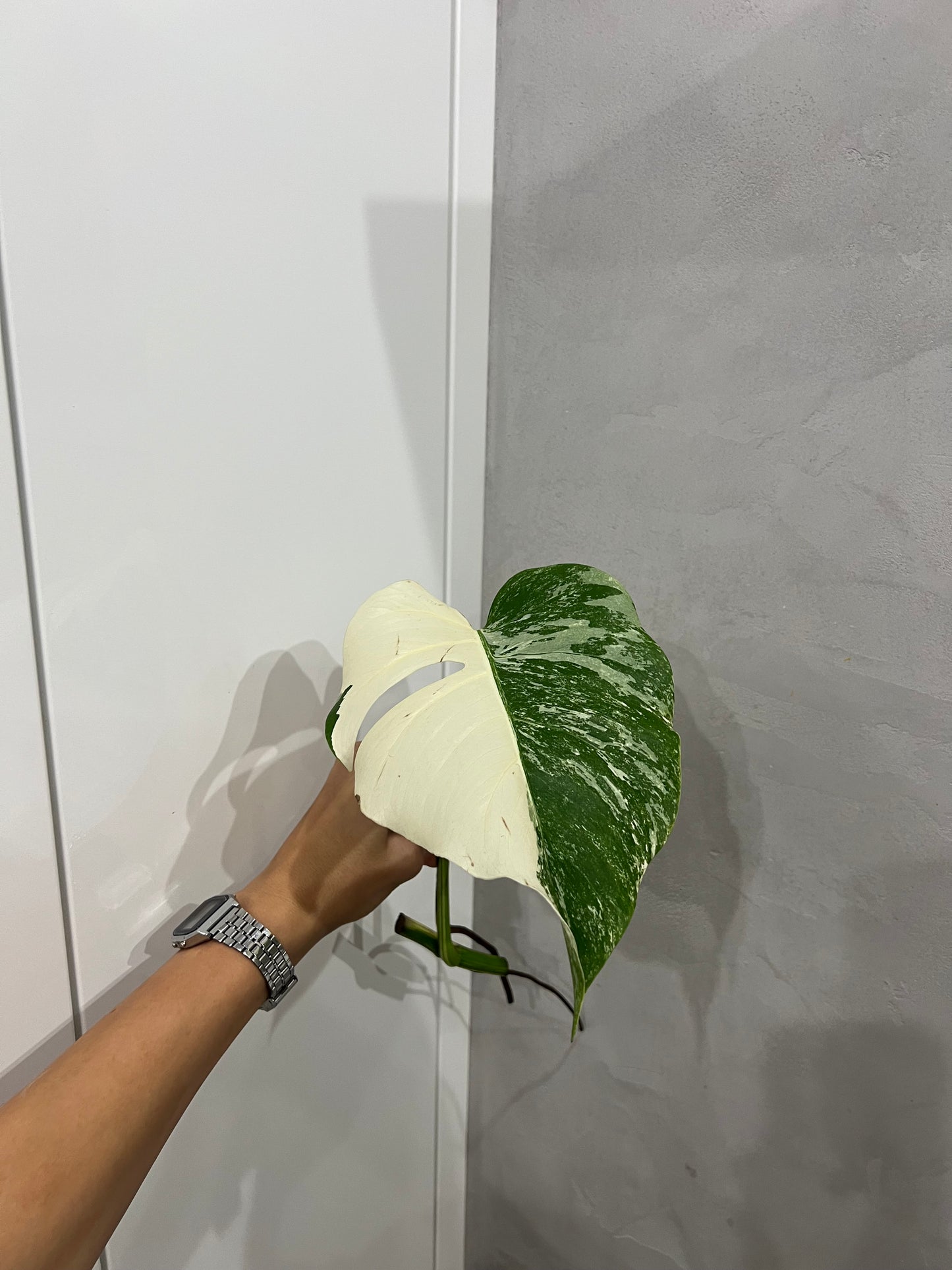 Monstera albo(halfmoon)