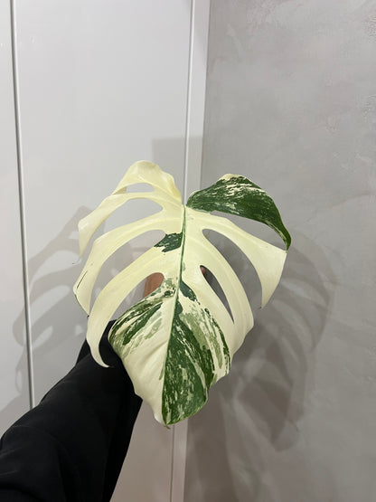 Monstera albo