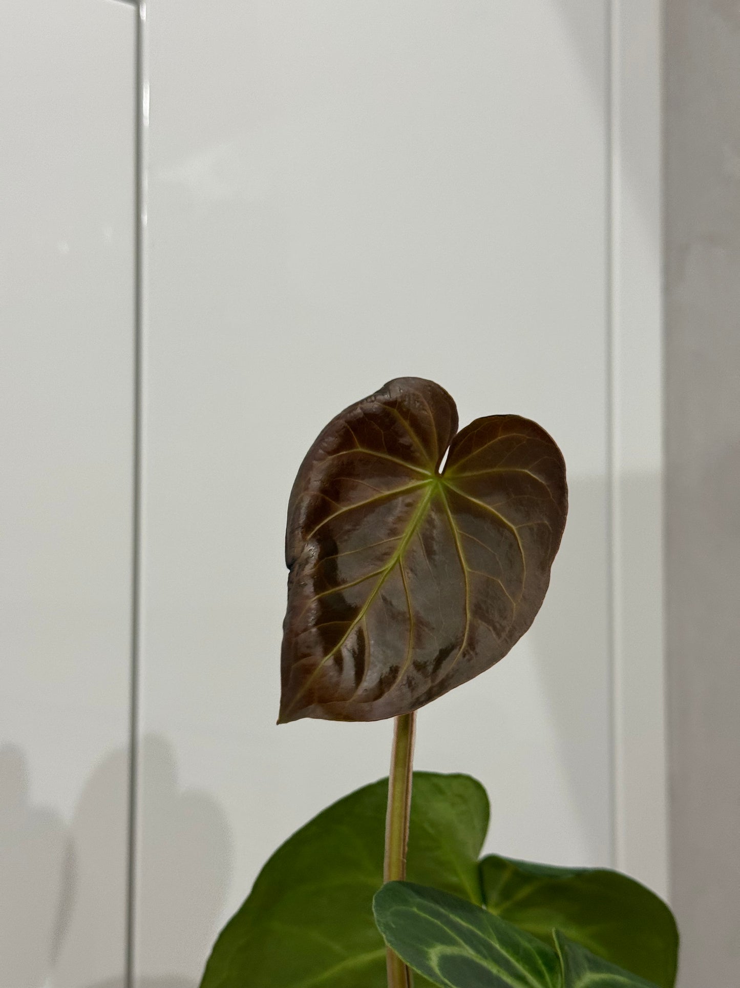 Anthurium??