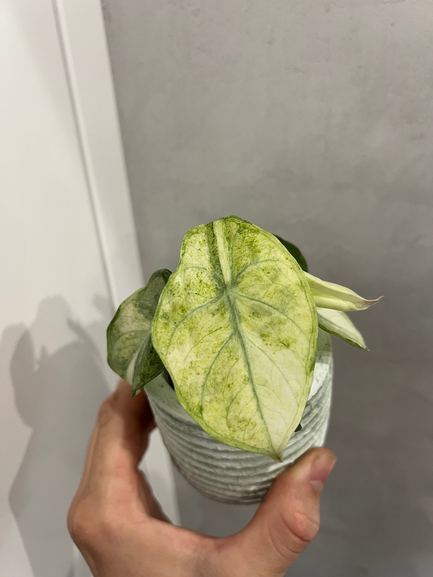 Alocasia ninja mint variegated