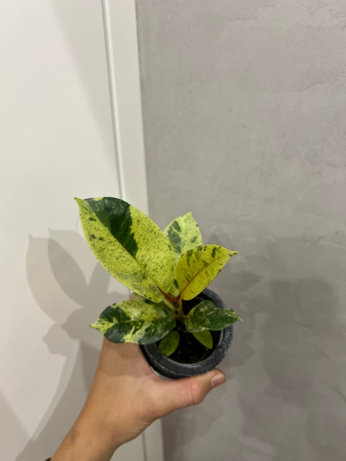 Ficus elastica ‘Shivereana’