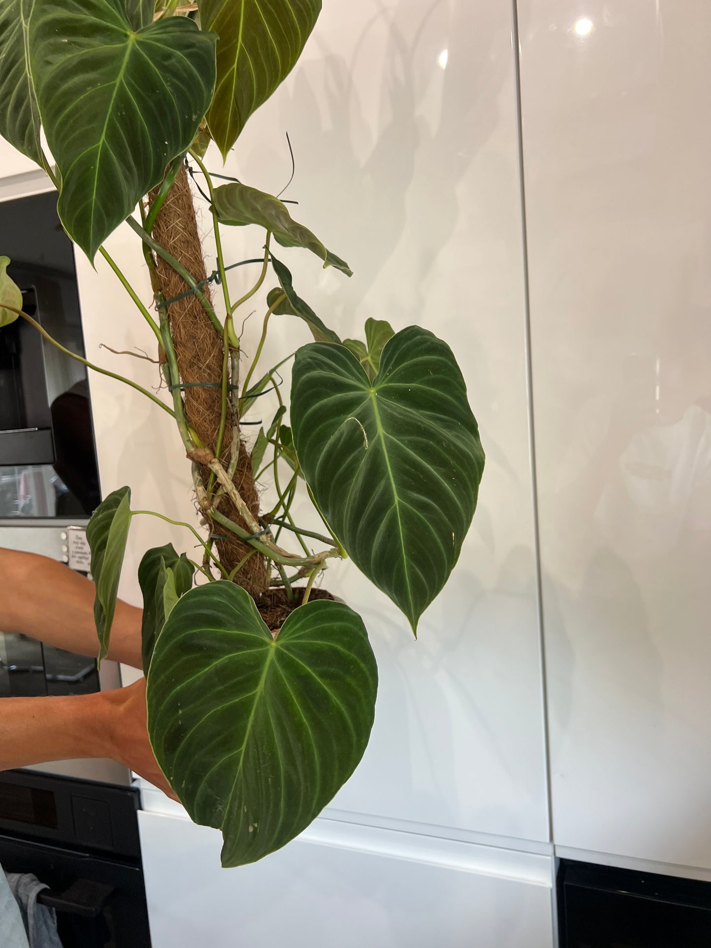 Philodendron splendid