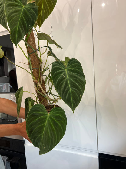 Philodendron splendid