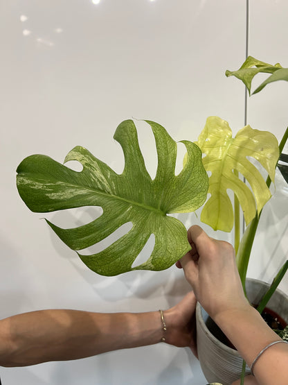 Monstera del… mint