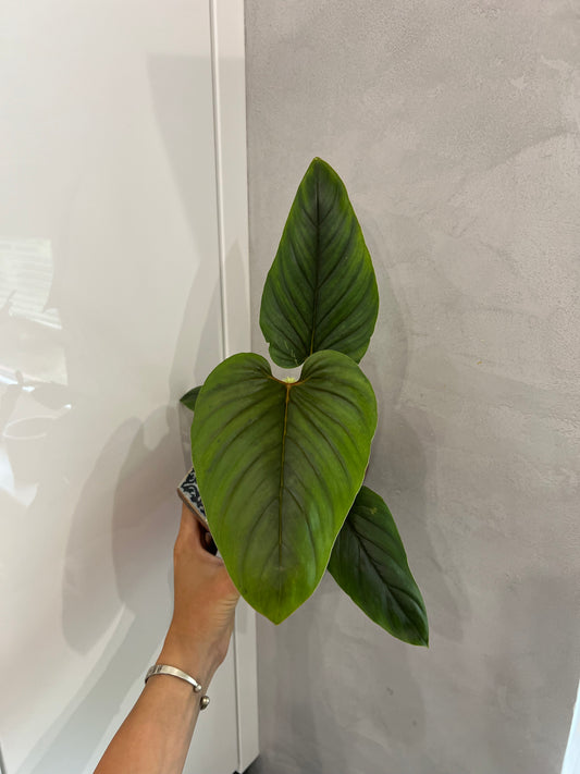 PHILODENDRON SERPENS
