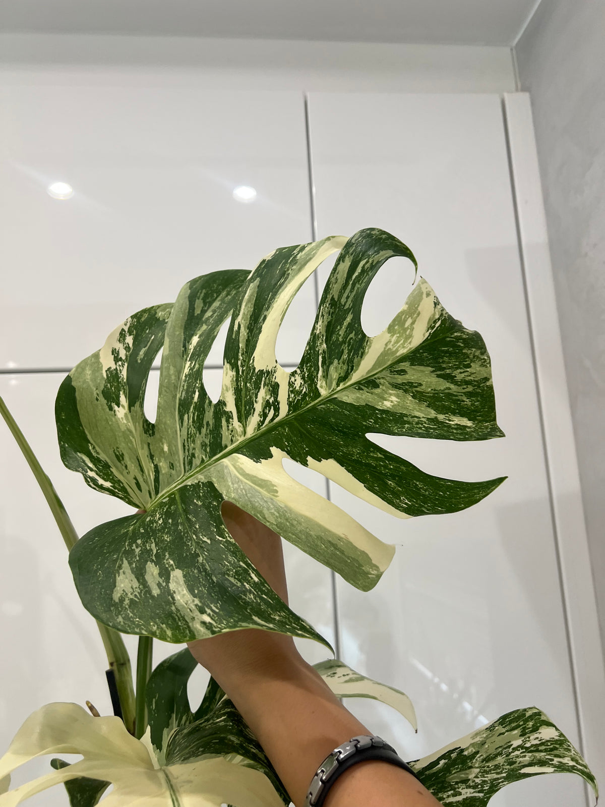 Monstera albo variegated