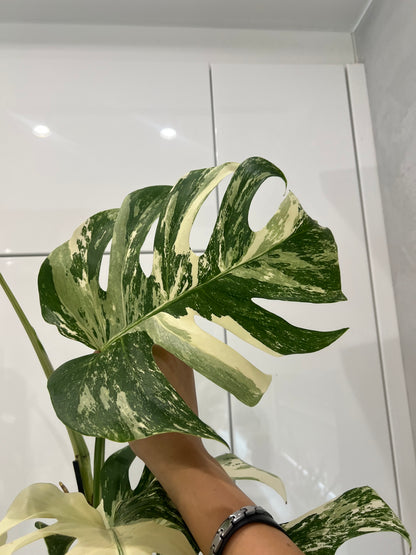 Monstera albo variegated
