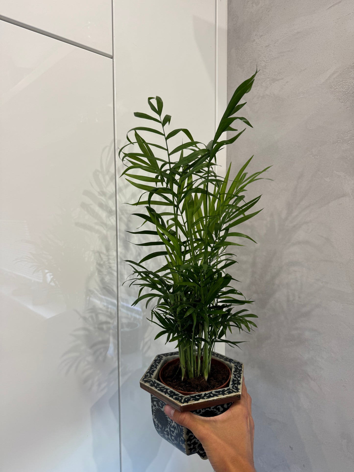 Chamaedorea elegans (55cm)