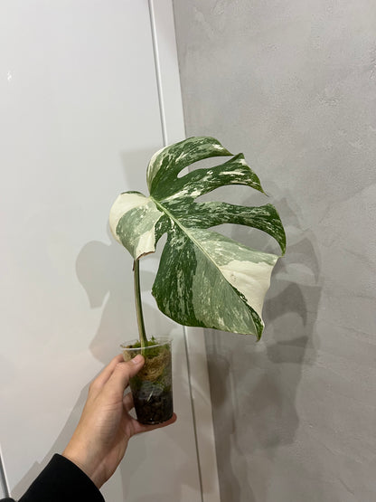 Monstera albo