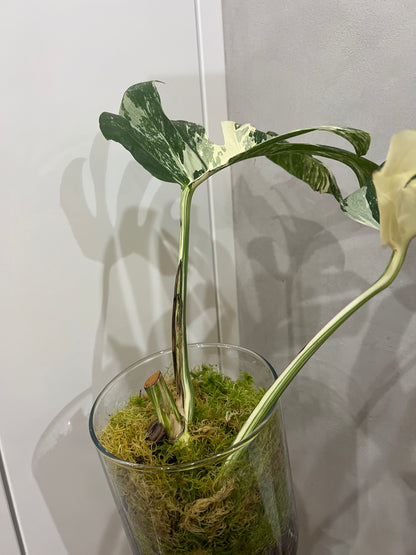Monstera albo