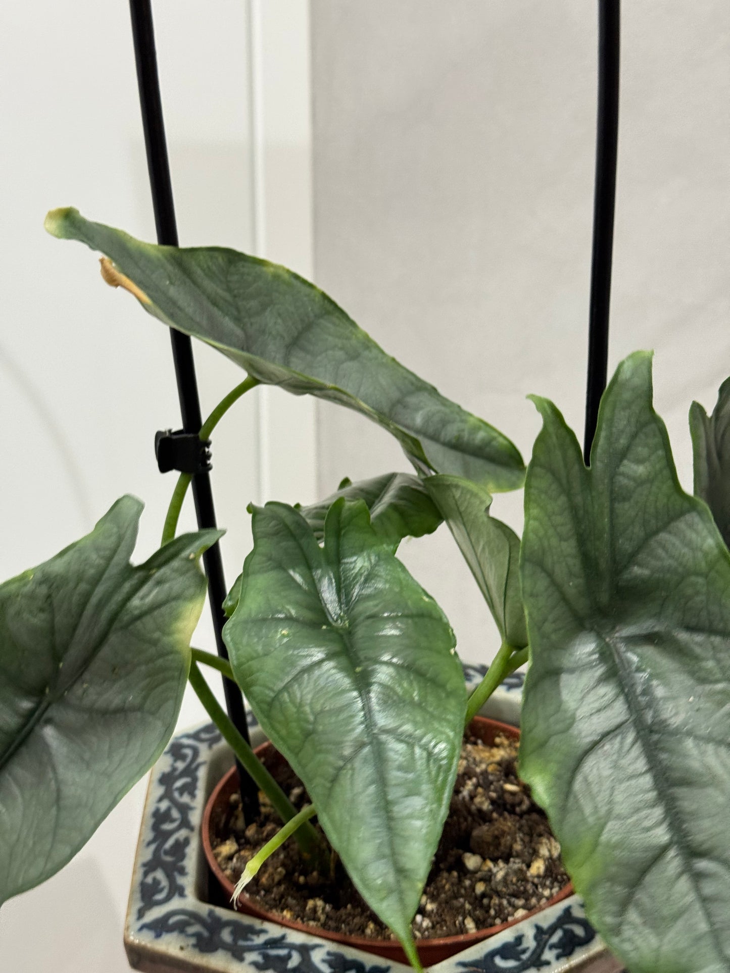 Alocasia heterophylla