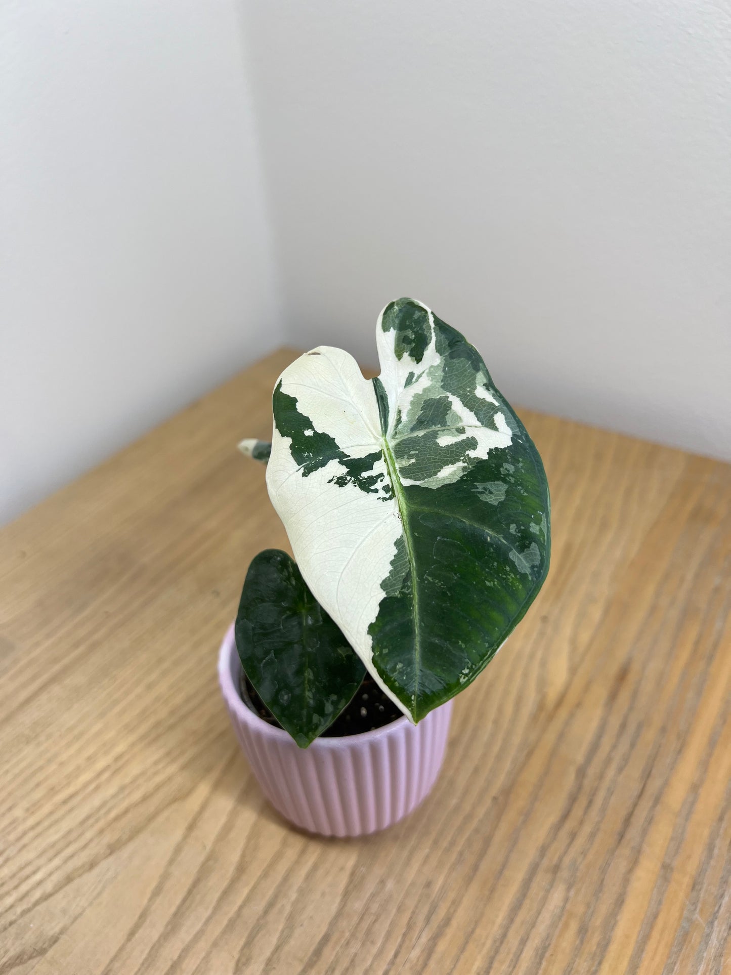Alocasia Frydek variegata