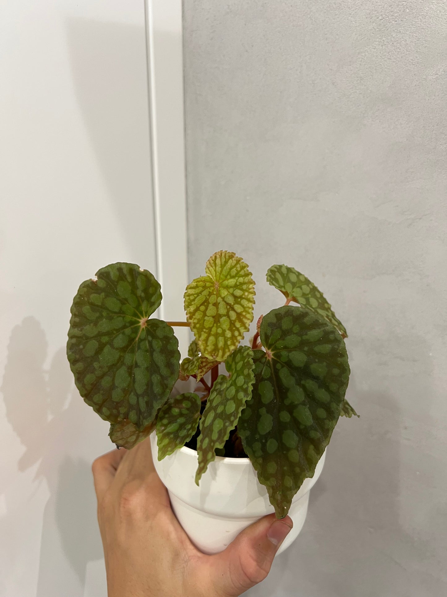Begonia chlorosticta